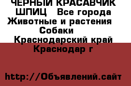 ЧЕРНЫЙ КРАСАВЧИК ШПИЦ - Все города Животные и растения » Собаки   . Краснодарский край,Краснодар г.